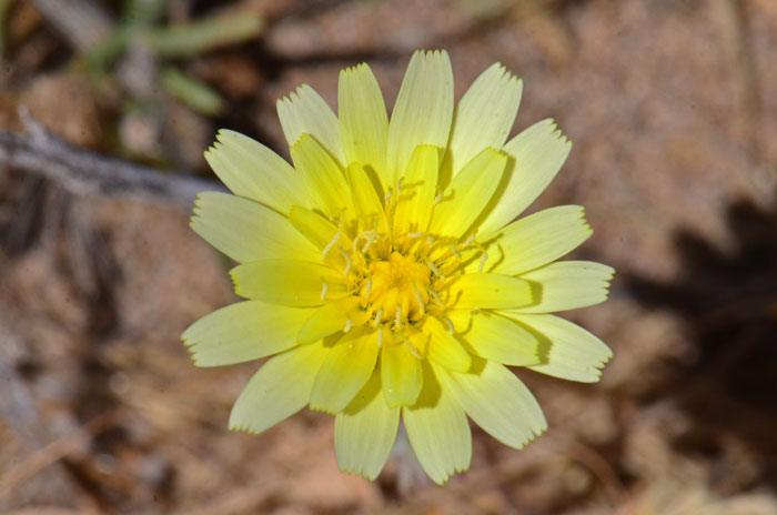 Yellow Tackstem has a showy yellow strap-like flower that prefers limestone soils; Yellow Tackstem blooms from March to June. Calycoseris parryi 